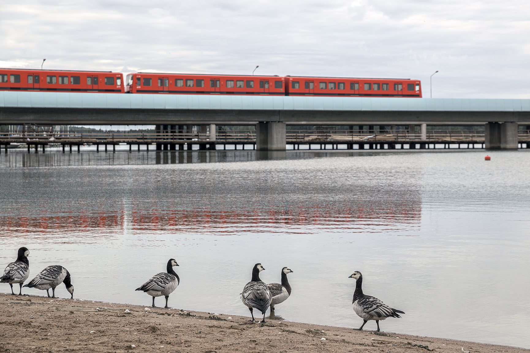На заднем плане по мосту идет поезд метро, на переднем плане – пляж и белощекие казарки.